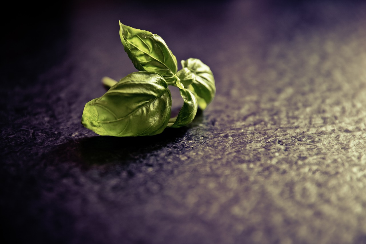 How to Grow Herbs Indoors All Year Round
